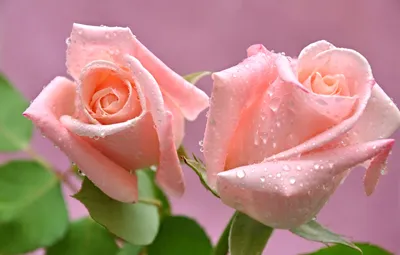 Букет из 101 прекрасной розы - заказать и купить за 13 290 ₽ с доставкой в  Москве - партнер «Aloha Flowers»