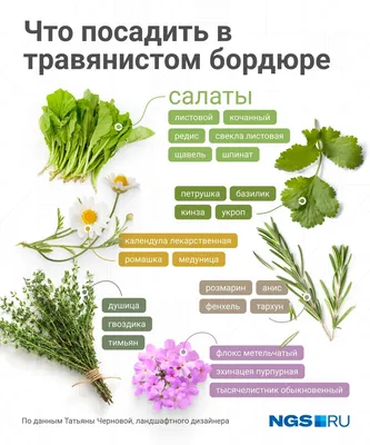 14 полезных растений и пряных трав – в ваш аптекарский огород | Полезно  (Огород.ru)