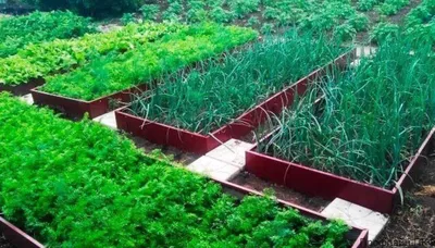 Аптекарский огород: как вырастить пряности, базилик, тимьян, петрушку,  укроп, когда сажать зелень на огород - 21 мая 2023 - НГС24.ру