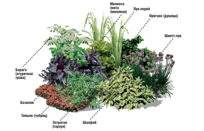 Пряные многолетние травы: гармония пользы и красоты в вашем саду - Форум  Все сорта