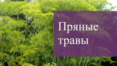 Пряные травы на нашей даче | Советы дачника и цветовода | Дзен