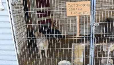Барнаульский приют «Ласка» получил грант на открытие школы для адаптации  собак - МК Барнаул