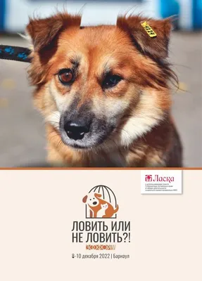День Открытых собак в Барнауле | Приют Ласка, г.Барнаул | Дзен