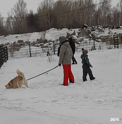 Приют «Ласка» проведет несколько акций к Международному дню защиты животных