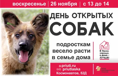 Собака Кедра (г. Барнаул, приют Ласка)