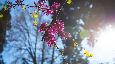 Почувствуй весну: как отмечают наступление весны в мире