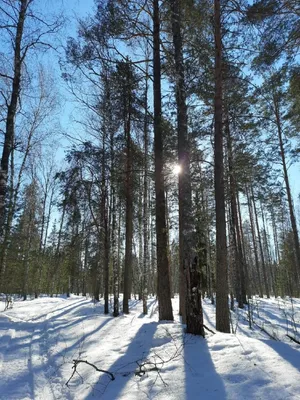 Наступление весны. Фотограф Vladim Bormotov