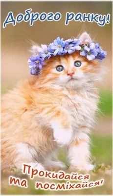 доброго ранку гарного дня картинки добрий ранок весна вітання привітання  побажання | Cats, Cats and kittens, Cute cats