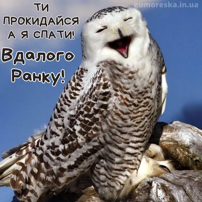 ПОБАЖАННЯ ДОБРОГО РАНКУ, ДОБРИЙ РАНОК, З ДОБРИМ РАНКОМ, ДОБРОГО РАНКУ  ПРИВІТАННЯ, МИРНОГО НЕБА - YouTube