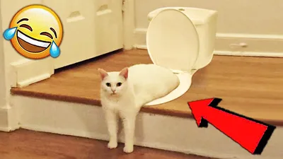 Sapid Tv - Смешные кошки 2019 КОТЫ и СОБАКИ 2019 Смешные... | Facebook