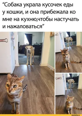 Фото кошек и собак прикольные (15 фото) | Казаков | Дзен