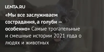 смешные кошки » uCrazy.ru - Источник Хорошего Настроения