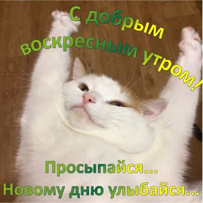 Прикольные картинки с добрым утром для мужчин: фото, юмор и улыбки! -  pictx.ru