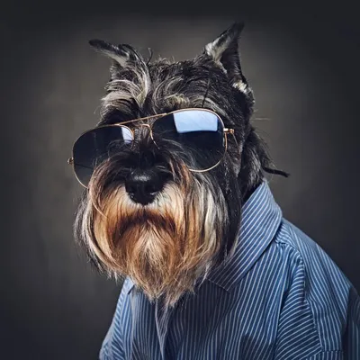 Собака в солнечных очках: аватарки мужские - SY | Собаки, Щенки бульдога, Фото  собак