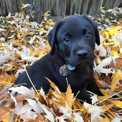 Самые забавные фото собак из Instagram | WMJ.ru