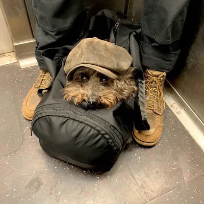 Как собак носят в сумках во время поездок в метро - смешные фото покорили  сеть