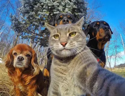 Собаки, призыв группы чата в интернете. Забавные животные Стоковое Фото -  изображение насчитывающей потеха, коллегаы: 177709780