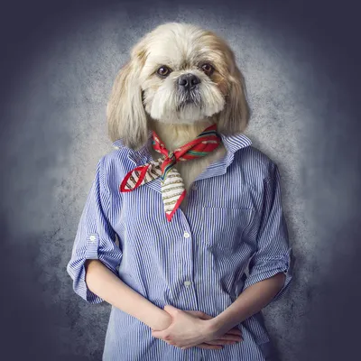 Смешные картинки про собак с надписью (100 фото)