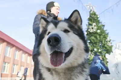 Милые щенки хаски