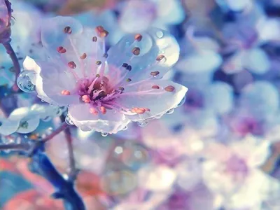 Картинки весна на заставку телефона (47 фото) • Прикольные картинки и  позитив | Cherry blossom wallpaper, Flower iphone wallpaper, Flower  aesthetic