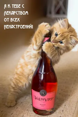 Прикольные картинки с надписями и опрос среди мужчин | Mixnews