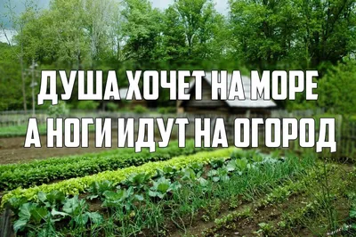 овощи / смешные картинки и другие приколы: комиксы, гиф анимация, видео,  лучший интеллектуальный юмор.