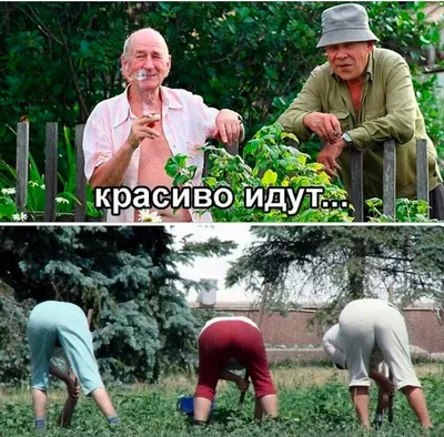 Огородные приколы | Пикабу