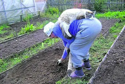 большие гифки (большая гифка) :: огород :: котэ (прикольные картинки с  кошками) :: гиф анимация (гифки - ПРИКОЛЬНЫЕ gif анимашки) / смешные  картинки и другие приколы: комиксы, гиф анимация, видео, лучший  интеллектуальный юмор.