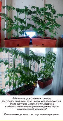 Волшебная капуста. #юмор #капуста... - Мемы/Комиксы/Приколы | Facebook