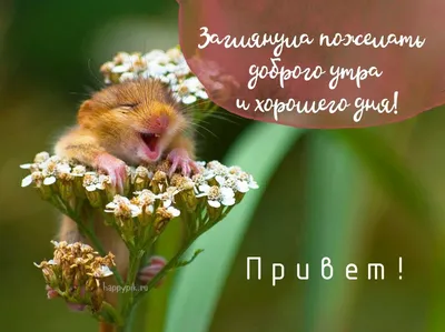 Открытки доброе утро женщине красивые прикольные (52 фото) » рисунки для  срисовки на Газ-квас.ком