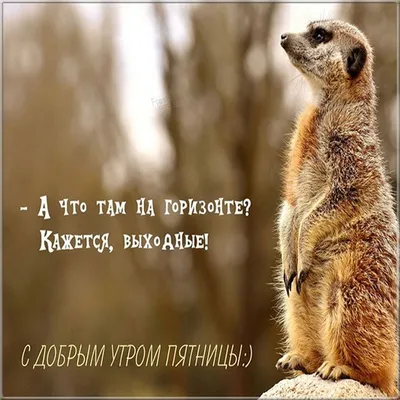 Смешная картинка с добрым утром пятницы | Доброе утро, Утро пятницы,  Христианские картинки