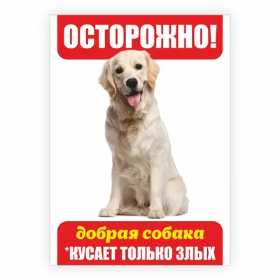 Шапка уши зайца для животных смешные ушки для кошек и собак It's All For  Pets 60471252 купить в интернет-магазине Wildberries