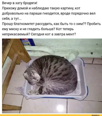 Прикольные картинки и позитивные фото на вечер — 37 фото