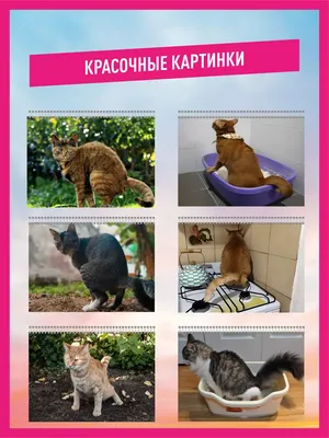 Фото кошек: скачать бесплатно в webp формате с возможностью выбора размера