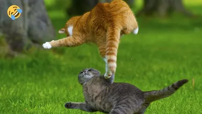 Приколы с кошками: картинки в png формате для скачивания
