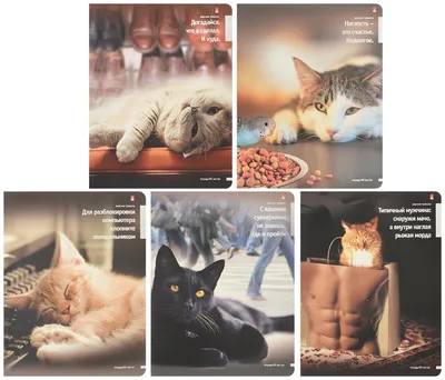 Прикольные фотографии кошек: выберите формат и сохраните изображение (jpg, webp)