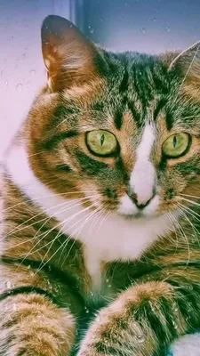 Приколы с кошками: изображения высокого разрешения для скачивания