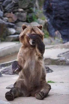 Фотографии медведей с прикольными моментами: скачать в webp