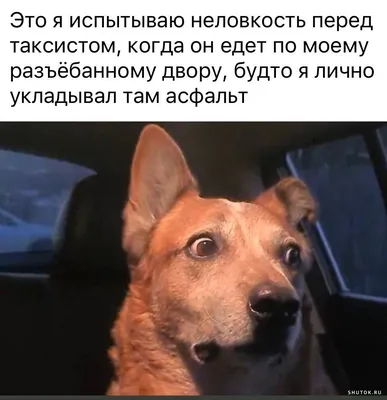 https://shutok.ru/kartinki/200393-kartinki-s-nadpisjami-i-memy-50-shtuk.html