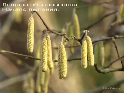 Записки астраханского натуралиста. Первые приметы весны