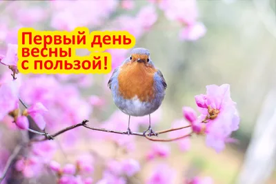 Стихотворение «приметы весны», поэт Степанова Наталья