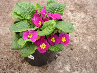 Примула бесстебельная (Primula acaulis) - Примула бесстебельная