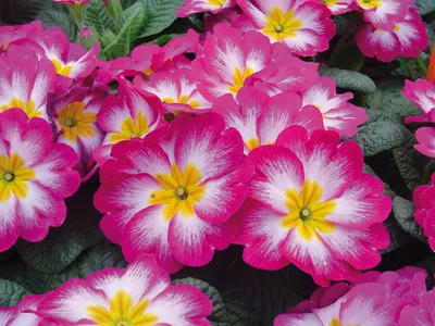 Примула бесстебельная Crescendo Bright Red - Примула - GardenPlants