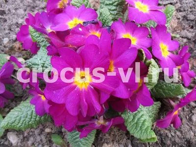 Примула бесстебельная - Botanic Craft | Цветы и растения в Хабаровске