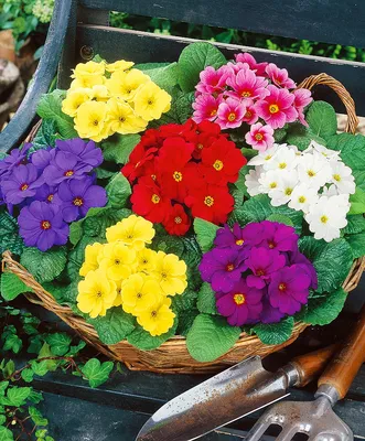Примула бесстебельная (Primula acaulis)