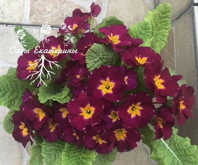 Примула бесстебельная (Primula acaulis) - Примула бесстебельная