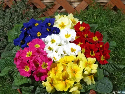 Примула бесстебельная (Primula acaulis) - Примула бесстебельная
