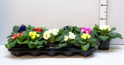 Примула бесстебельная махровая Квейкерс Боннет (Primula vulgaris Quakers  Bonnet)