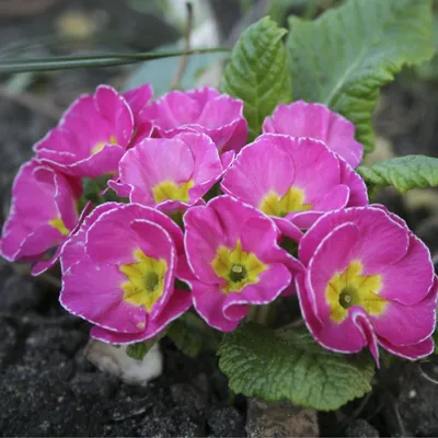 Примула бесстебельная малиновая (Primula acaulis)