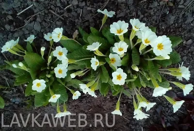 Примула бесстебельная бахромчатая Primula acaulis /10,5 — цена в LETTO